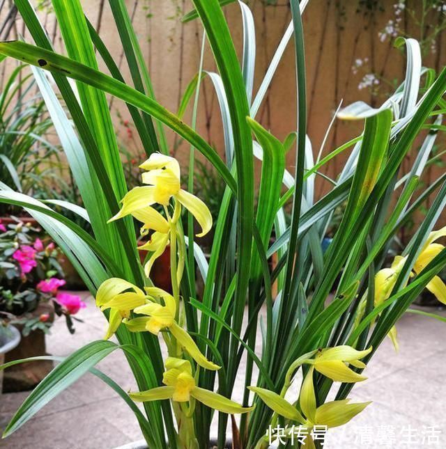 老兰友|养兰花,浇水牢记3句话,兰花10年不烂根,越长越壮