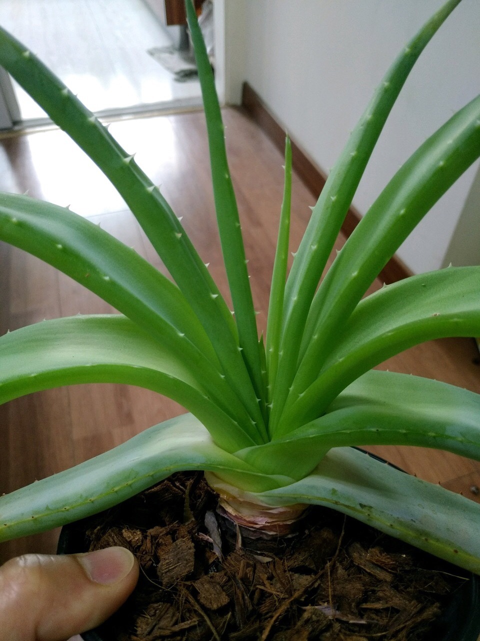 这花10块钱买一盆,养2年变老桩,叶子密、开花旺,每家都有