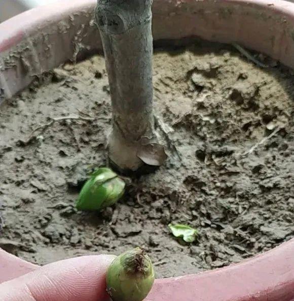 公认的难养花,买一盆死一盆,原来是被动了手脚…