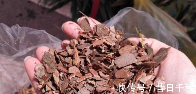 爷爷养君子兰，把“它”垫在盆底，冒出“6个花苞”，叶片油绿！