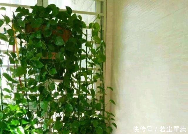 绿萝“喝点”葡萄酒,叶片巴掌大,枝条爬满墙,垂下来当瀑布