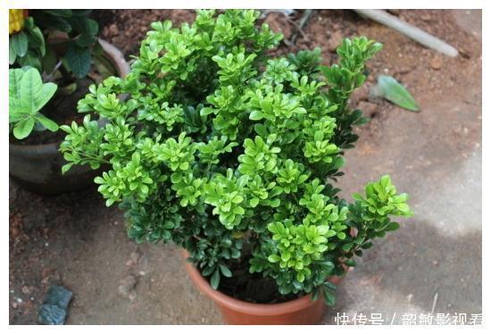 仙人球|“吸毒”能力超强的四种花草，“甲醛”分分钟被吸光