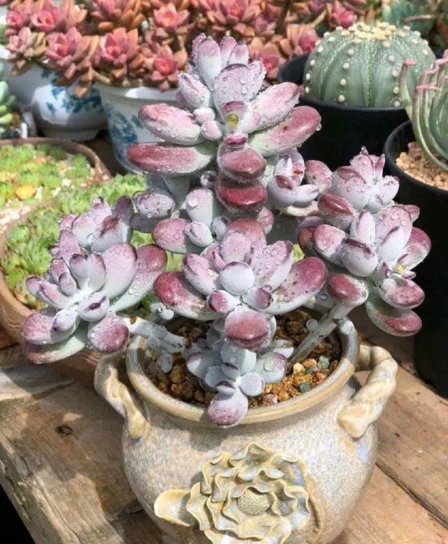 多肉植物|想扦插多肉,注意这三个小细节,催出冒芽,成功率提高一倍