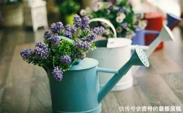 5个养花小技巧,既简单又实用,不愁学不会养好花