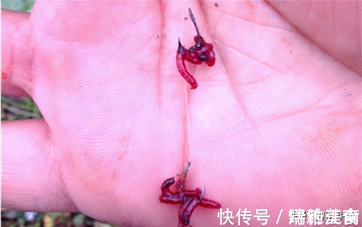 深秋鱼口轻难钓?不妨让饵料“舞动”起来,或许可以改变这种窘境