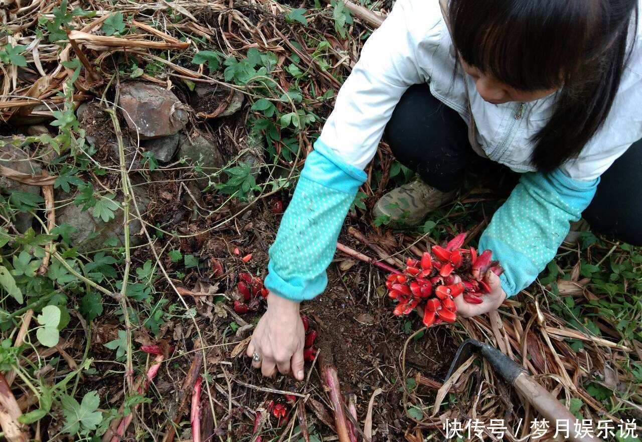 年轻人无人吃,农民当成猪青料,国外稀少当成宝,其实价值很高