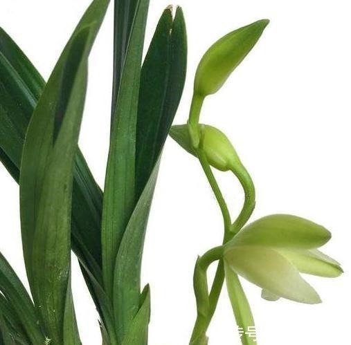 性价比|被誉为矮种至尊之王的矮种兰花,花瓣素雅,花叶挺拔,性价比极高