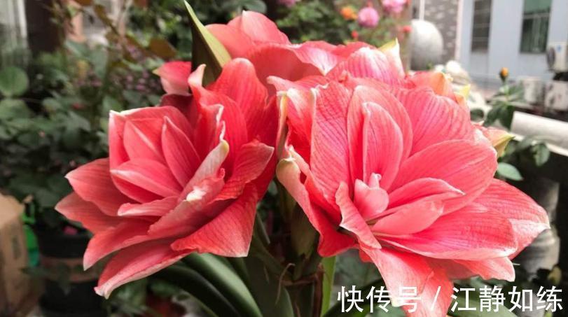 养花草十年了，朱顶红我只选这几种，好养还很好看