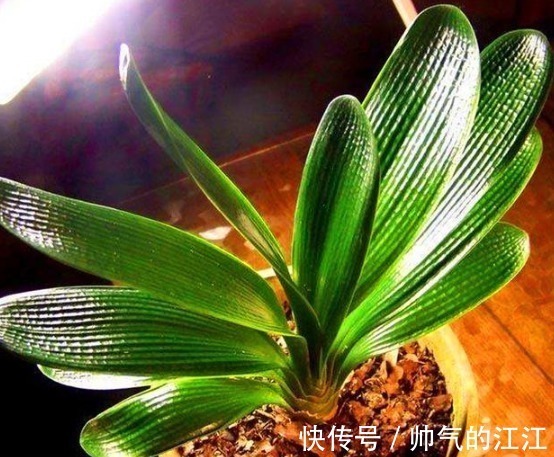 秋天养君子兰，5件事越早做越好，叶片整齐油绿光亮，冬天开爆盆
