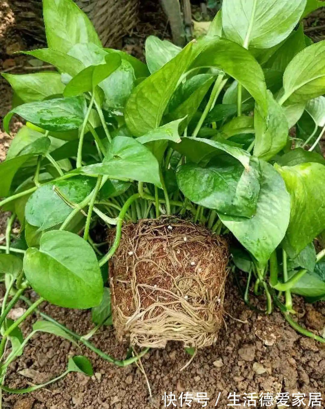 绿萝穷养，兰花富养，才能养成宝贝，你真的懂吗？