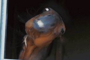 |搞笑GIF:本来想展示一下技术 没想到她最后一跳太抢镜了