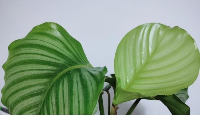 五种花天热特别能喝水,缺水叶子就发黄枯萎,别怕浇水多