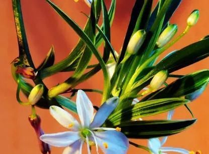 如何使盆栽吊兰更具欣赏性？