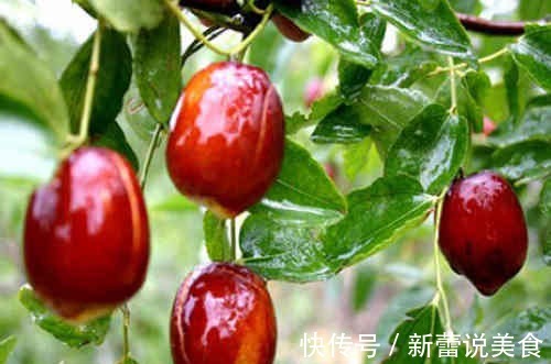 姜枣汤|“一天三颗枣,医生不用找”,每日吃枣,到底对身体有啥好