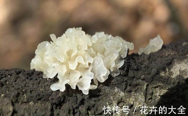 吸烟|肺有“三怕”，最好一个不占，常做3件事，吃3种菜，肺越来越健康