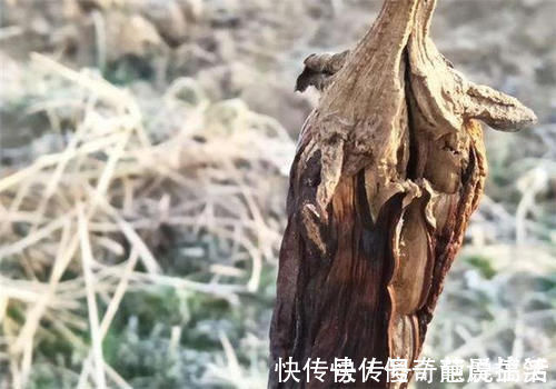 白萝卜|霜打过的菜为何甜?这4种菜不怕冻,别错过最后一种,越冷越好吃