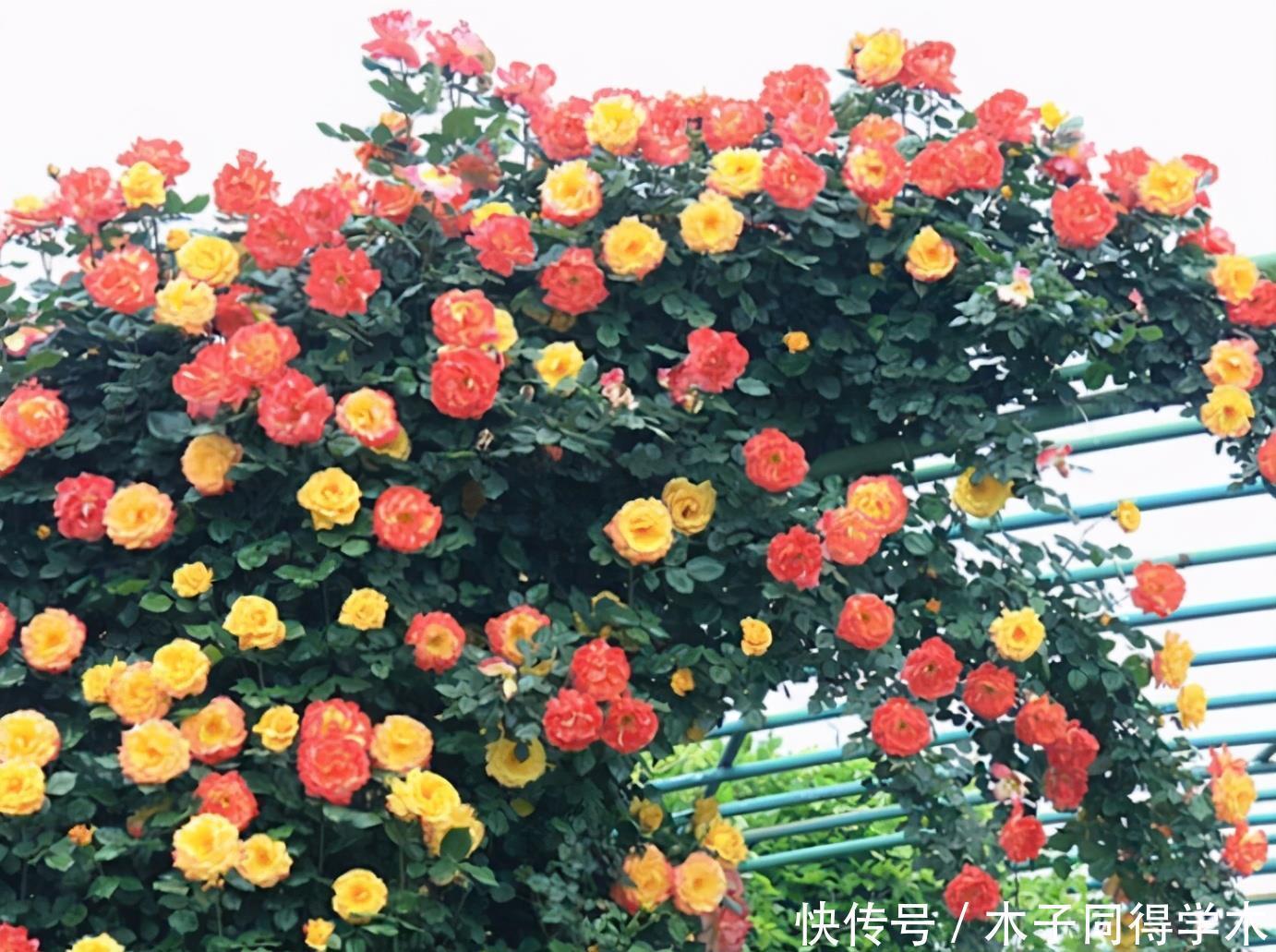 为什么说院子里要有藤本月季?看过上百个小院,我羡慕了