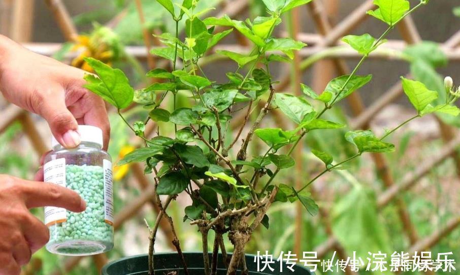 植株|茉莉花简单处理一下，开花一茬接一茬，整个夏天都有花看