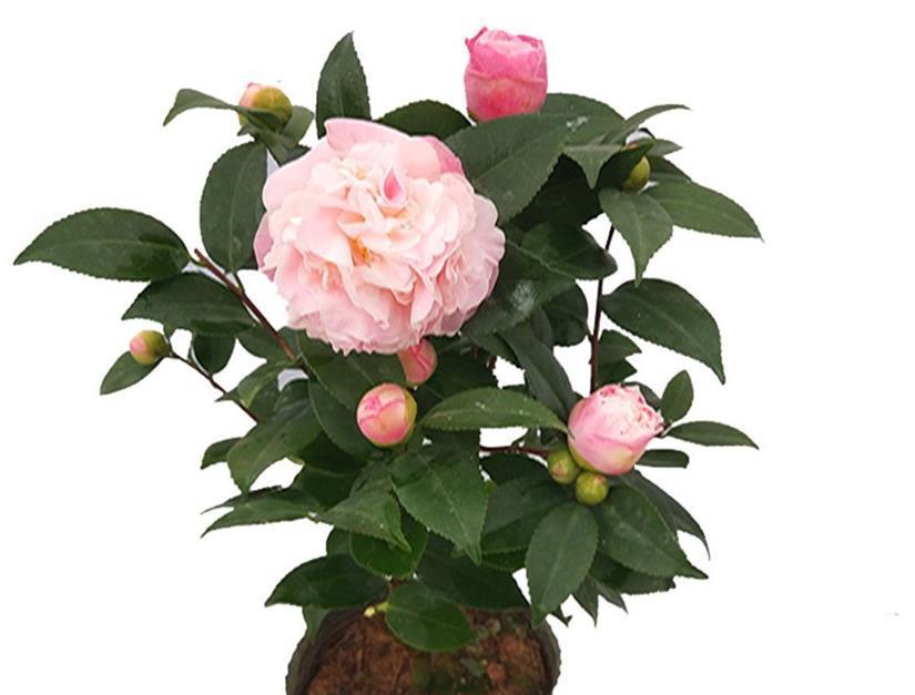 初春养茶花，记住三个事项和注意要点，不落蕾也不掉叶