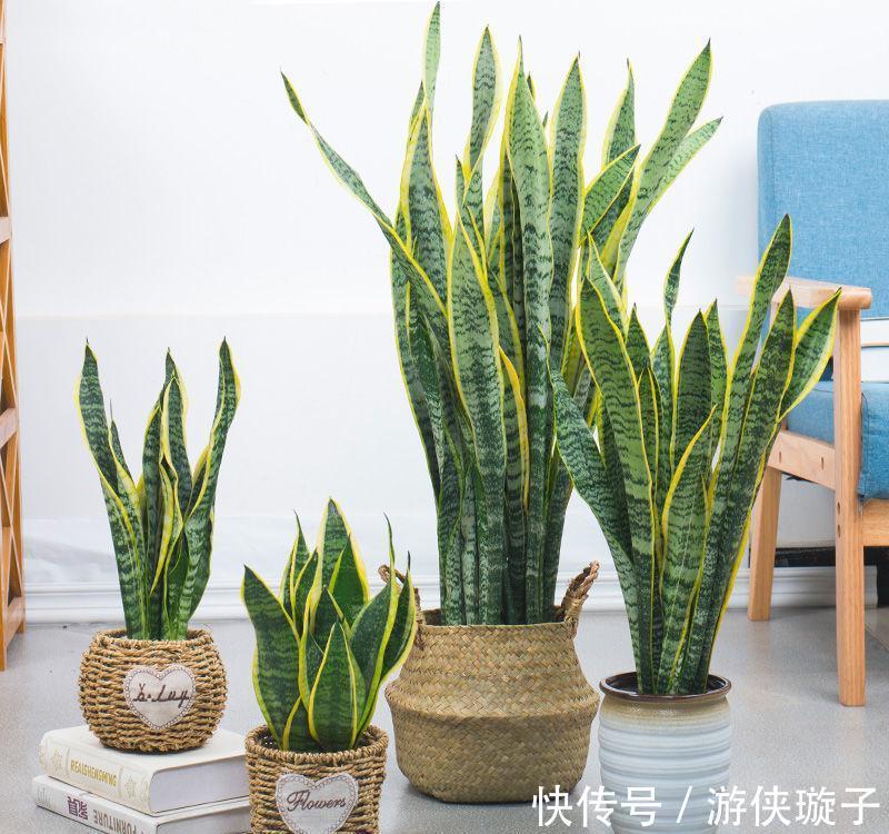 虎年春节就养金边虎尾兰,金虎报春,虎虎生威,养起来还简单