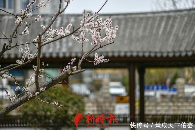 寻找济南最美春天——春花配古建 社区感受古典园林气息