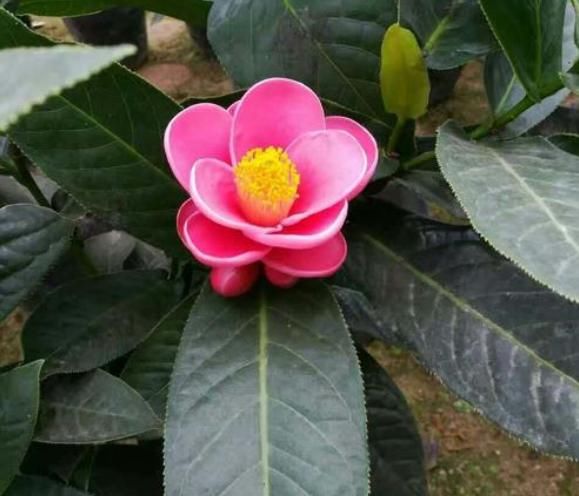 盆栽|有种花朵，四季常开高雅夺目，简直是花中的佳品，爱花的人快点养