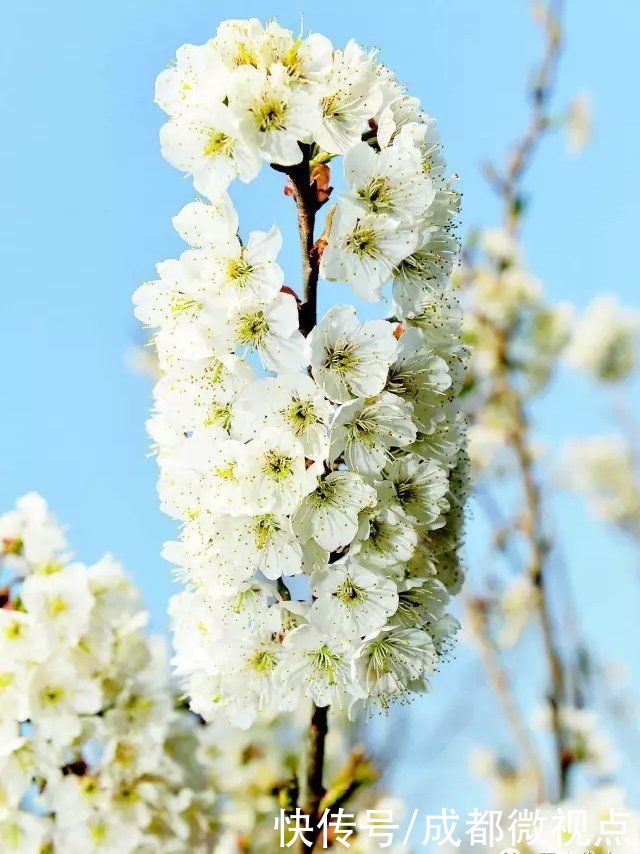 龙泉山第一波春花，来赏