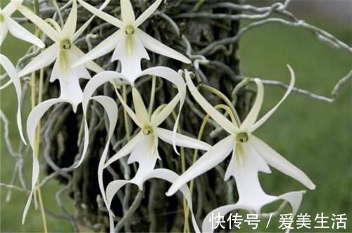 喜马拉雅山发现的价值1500万的兰花?这兰花凭什么这么贵?
