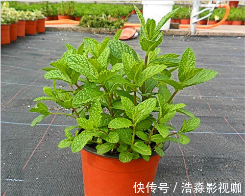 土壤|薄荷叶子枯黄怎么办教你3个养护小妙招，叶子绿油油充满生机