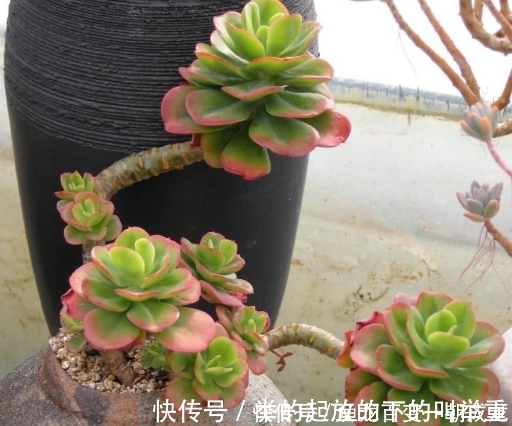 多肉就是要“懒养”,记住8个字,长成大胖子,又肥又美