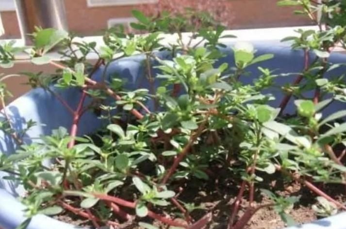 聪明人什么花也不养,却去养这“4种”植物,难怪身体越来越好