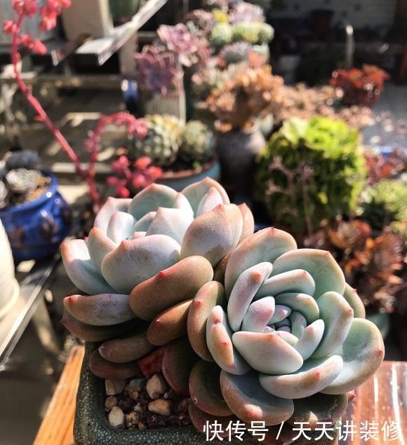 多肉需要施肥吗 以 钙元素 为主 其它肥料不要用 影响生长 快资讯 多肉需要施肥吗 以 钙元素 为主 其它肥料不要用 影响生长 快资讯