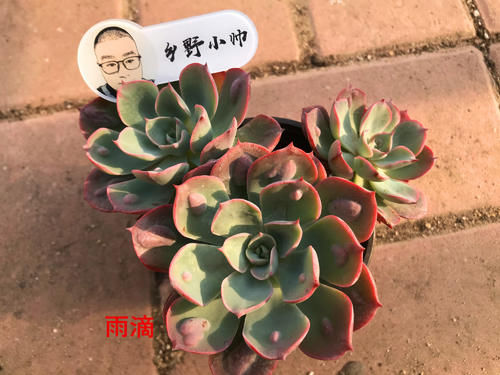 多肉上盆后，浇完水叶片还是干瘪怎么办？小帅教你一招搞定