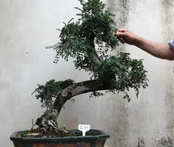 要想“盆景”姿态美、更有寓意,“4个要素”必须做对