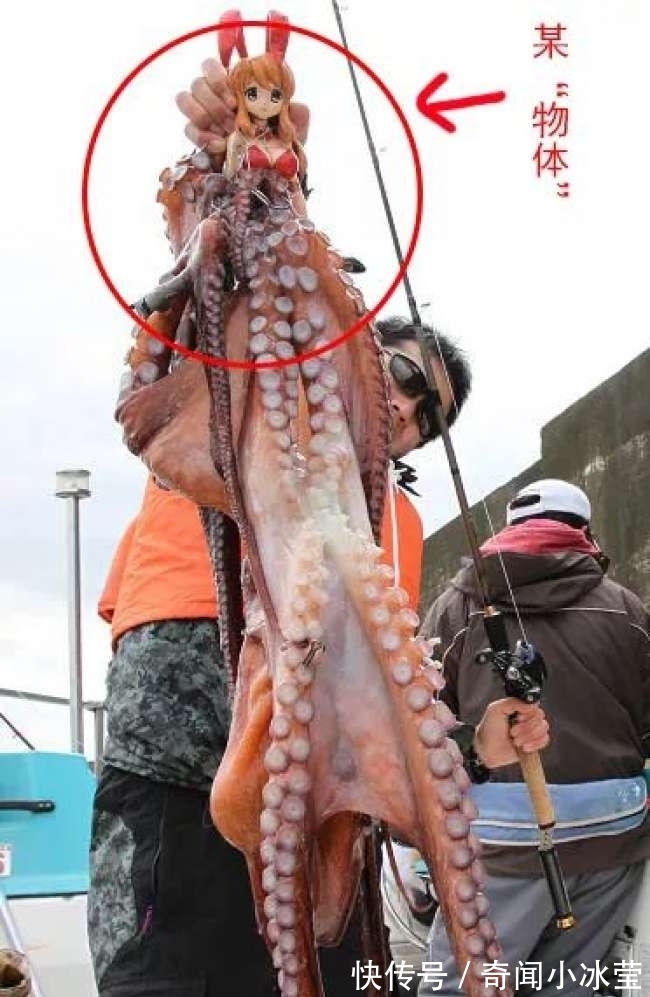 捕捉|颜色鲜艳、身上有洞,日本人竟然用美少女来捕捉章鱼,效果还不错
