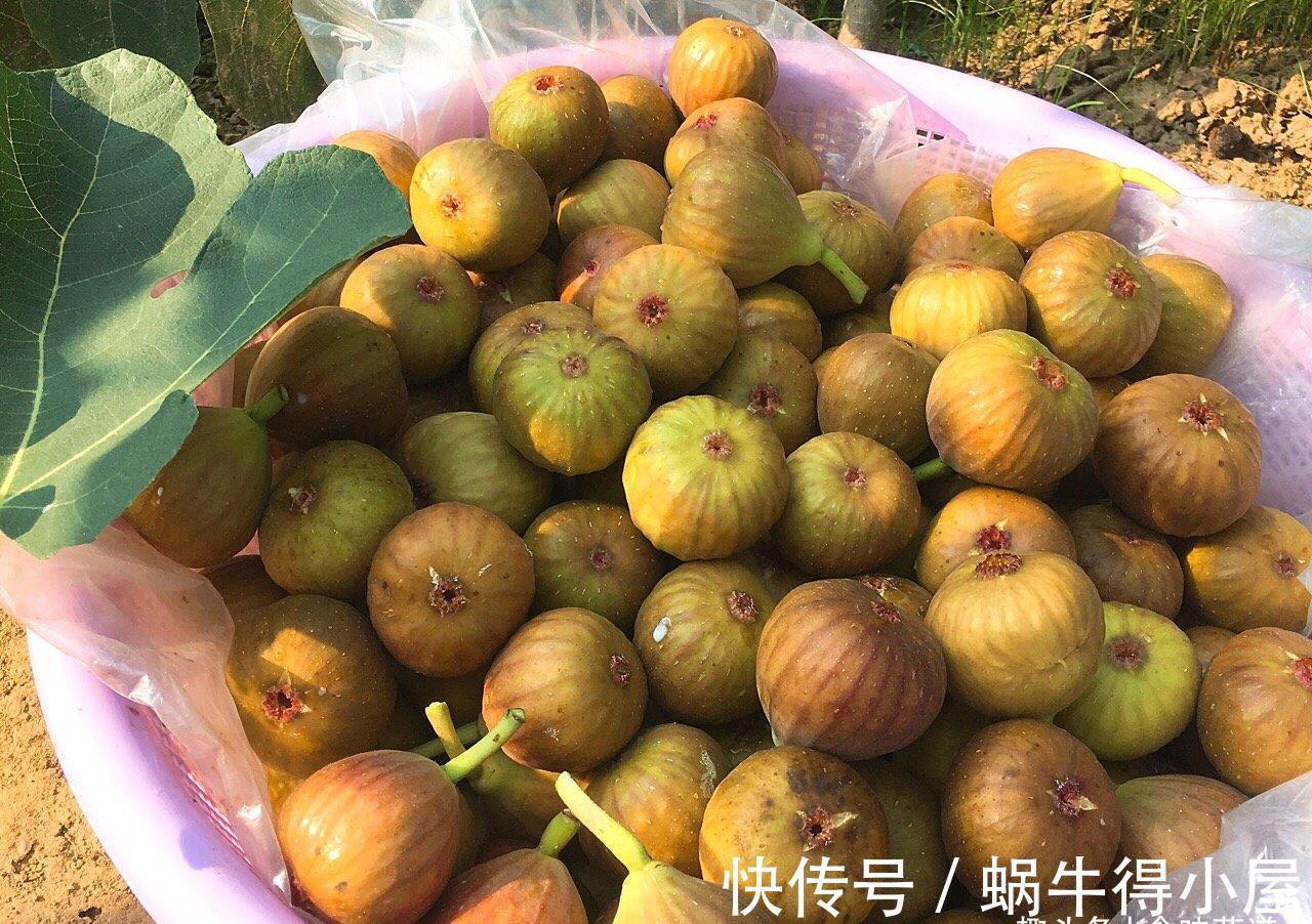 晾晒|趁着阳光充足,此9种蔬菜可以多晒一些,留着冬天吃,炖肉特别香