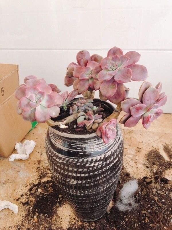 3种花,千万别养成老桩,越老越不爱开花