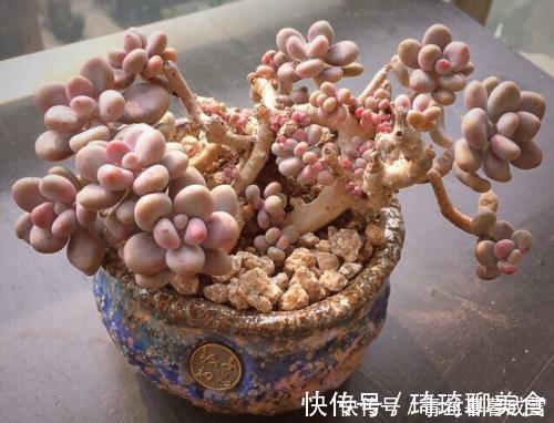 多肉桃蛋越长越丑从2个方面虐一虐，叶片肥嘟嘟，长成小老桩