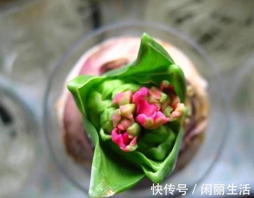 君子兰风信子夹箭不开花,简单1招,把花拽出来!