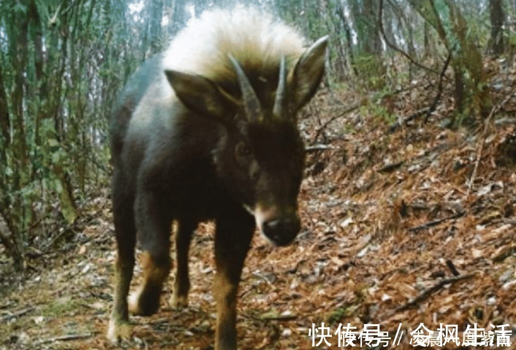苏门羚$“驴头狼” 现身神农架,它已灭绝五十万年,再次出现有何警示