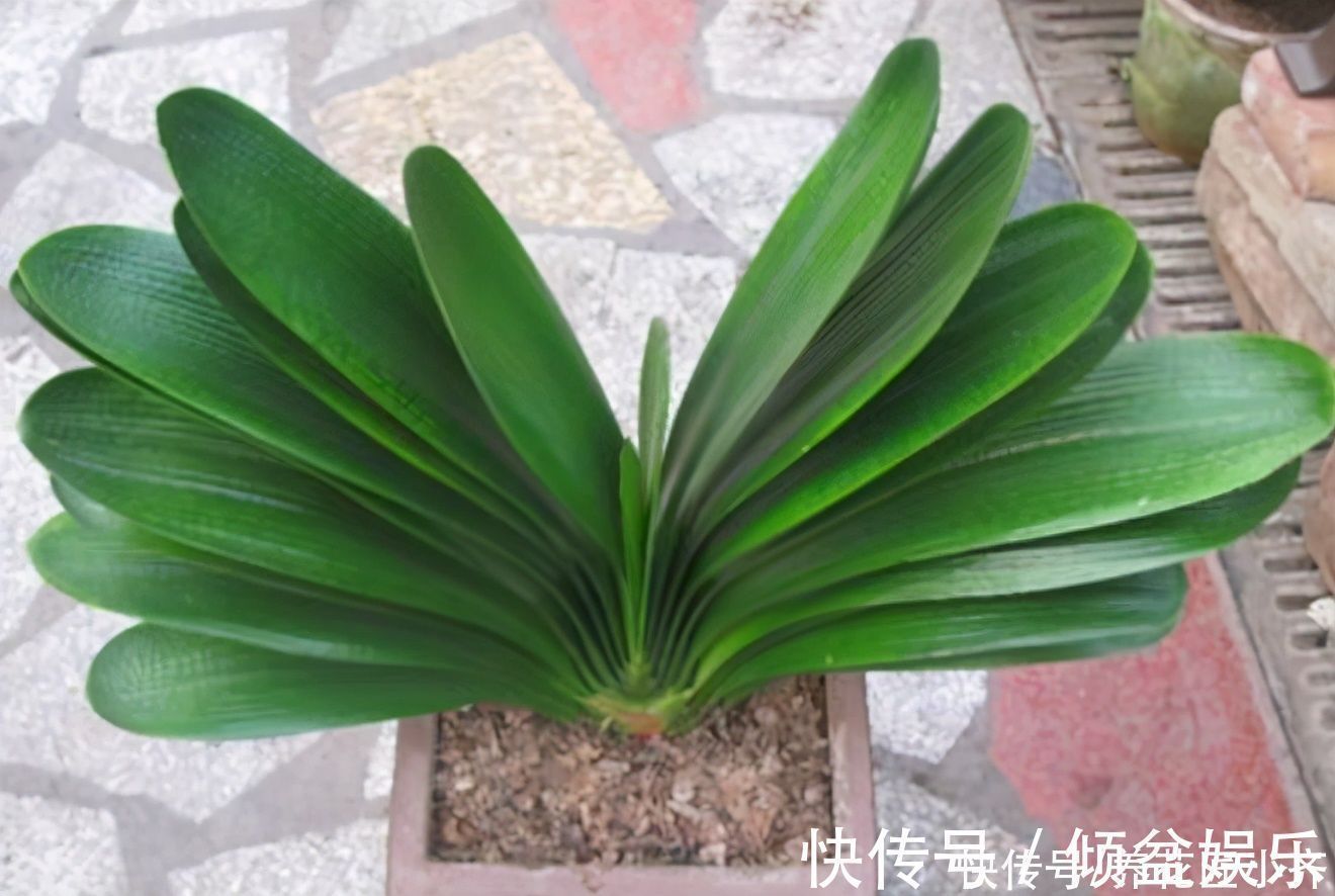 闷根|养君子兰有“六怕”，你知道吗？新手一定要避开