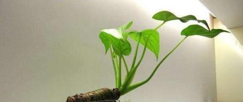 夜来香|家里万万不要养这几种花,难怪身体越住越差,后悔察觉太晚了