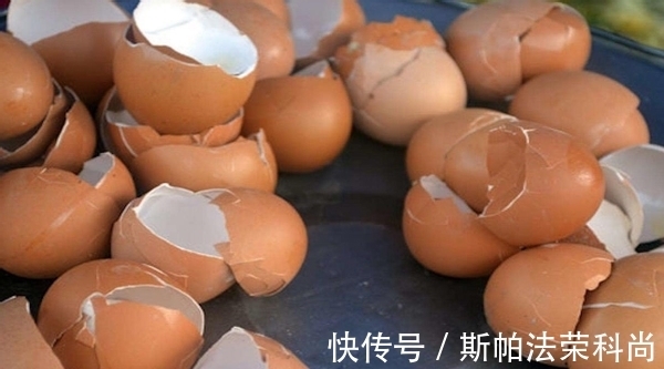 生鸡蛋、蛋壳养花方法不一样,别弄错了