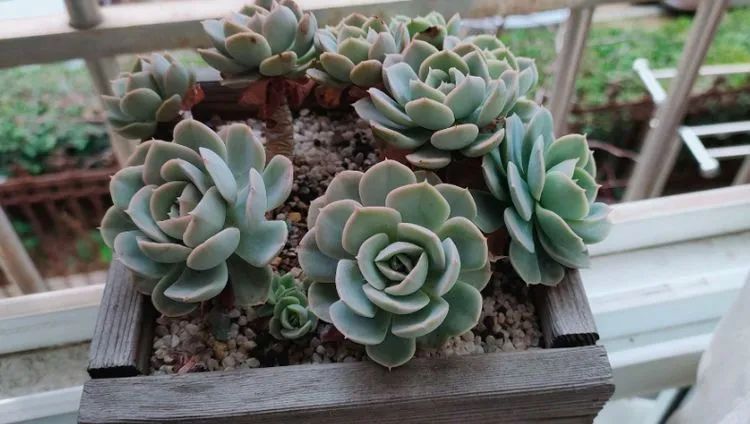 爱自己、爱家人、爱生活、爱多肉,因为有爱我便无惧风浪!