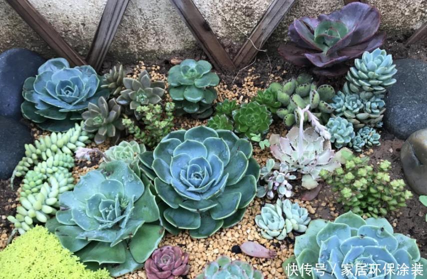 光照|闷养多肉叶子无光?拿出去这么晒,1周就变成好看的糖果色