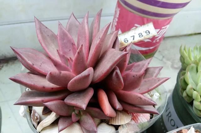 只要家里有油桶,就不用花钱买花盆!多肉种在油桶里,叶子胖嘟嘟