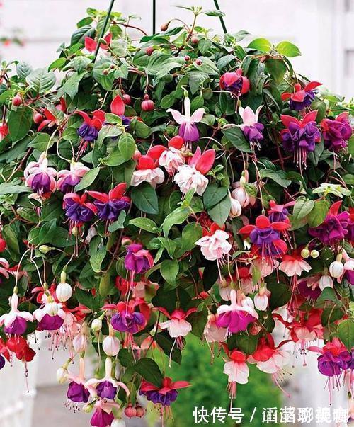 叶片|“夏必死”的4种花,现在赶紧扦插几盆,生根快成活率高