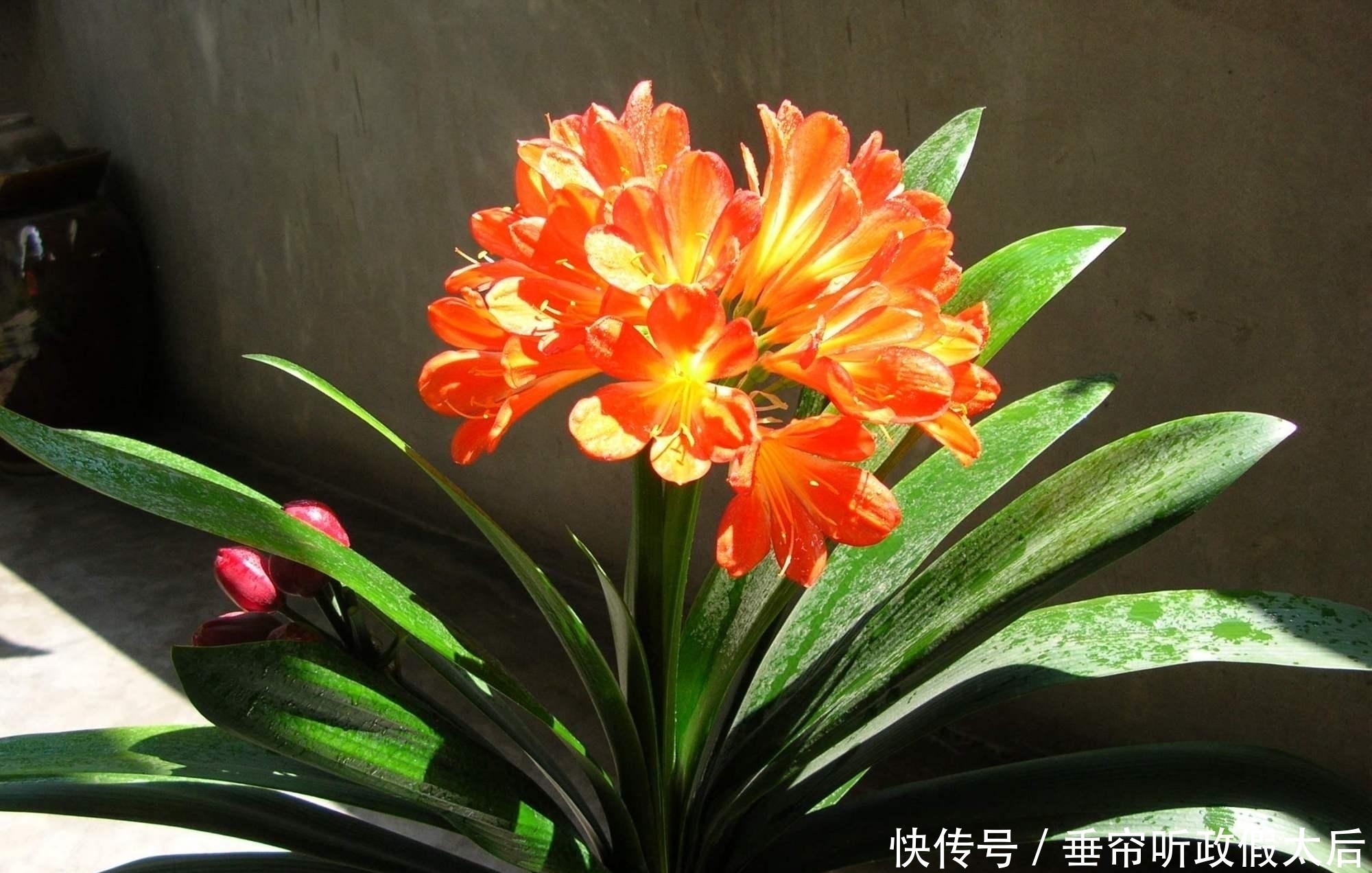 生肖鼠|什么属相养什么“花”,一看就明白,看看你养对了吗