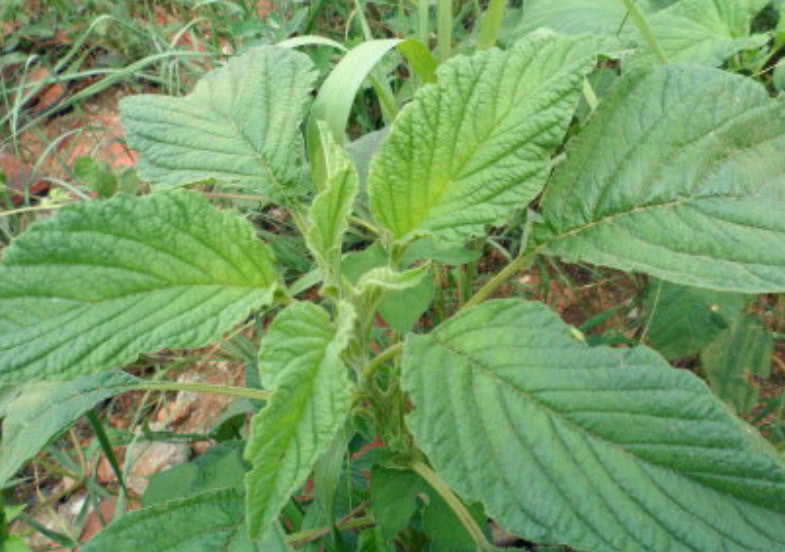 滋补|这种野菜在家也能种植,吃它比羊肉还滋补,市场1斤还得12元