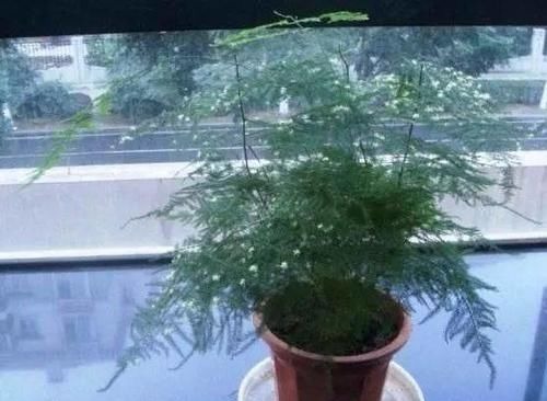 有3种“花”最怕阳光，越阴反而生长越旺，客厅养1盆还能吸甲醛！